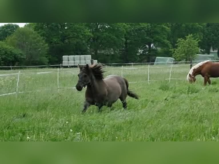 Dülmener Wallach 17 Jahre 135 cm Falbe in Norderstedt