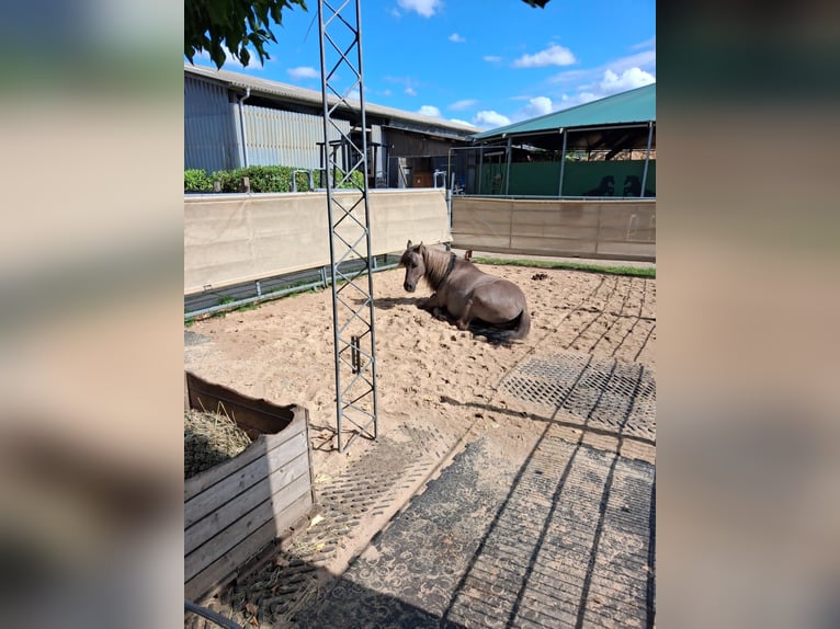 Dülmener Wallach 18 Jahre 140 cm Falbe in Norderstedt
