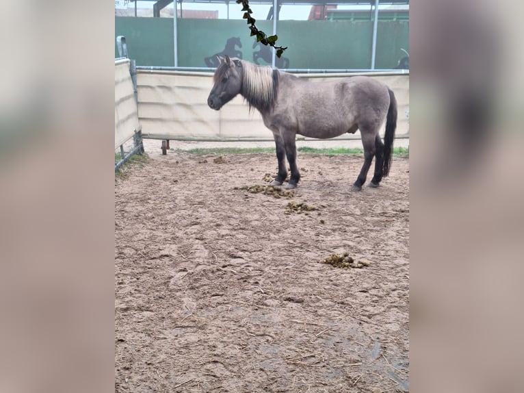 Dülmener Wallach 18 Jahre 140 cm Falbe in Norderstedt
