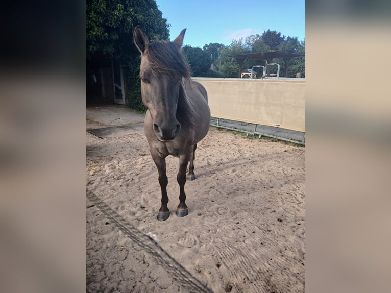 Dülmener Wallach 18 Jahre  in Norderstedt