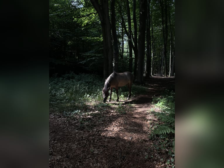 Dülmener Wallach 19 Jahre 142 cm Falbe in Borgholzhausen