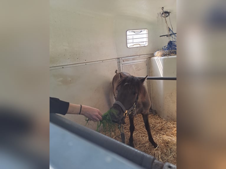 Dülmener Wallach 3 Jahre 127 cm Falbe in Lünen