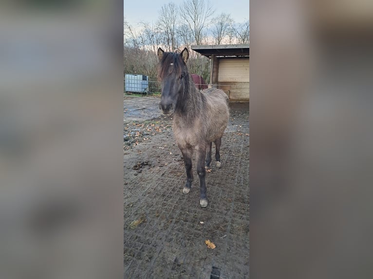 Dülmener Wallach 3 Jahre 127 cm Falbe in Lünen