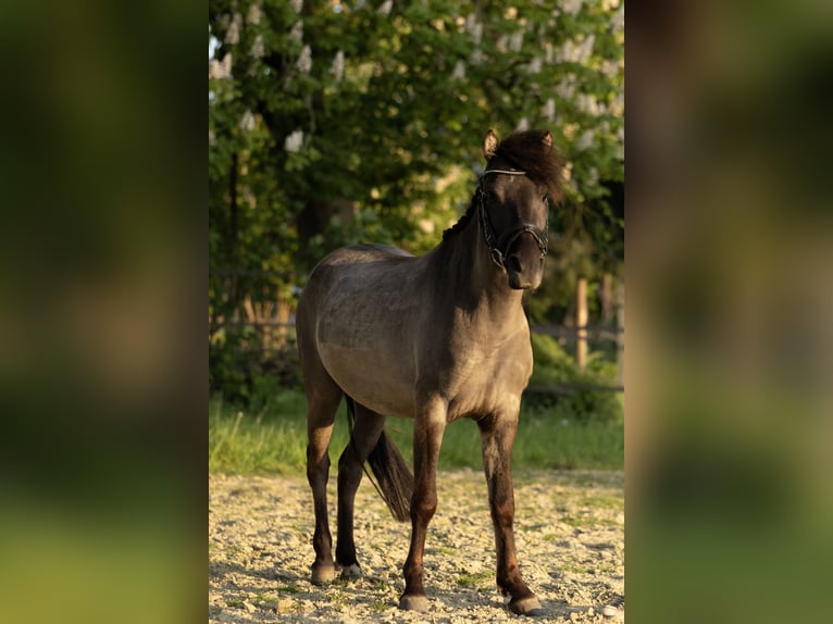Dülmener Wallach 3 Jahre 127 cm Falbe in Lünen