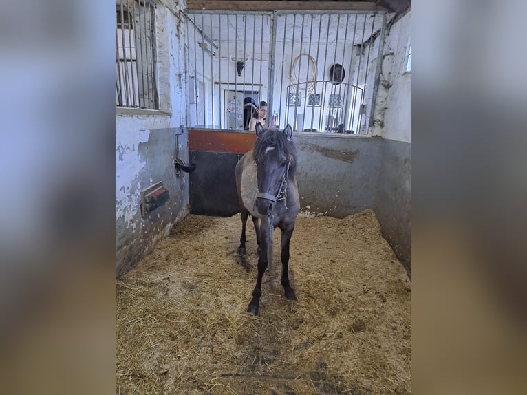 Dülmener Wallach 3 Jahre 127 cm Falbe in Lünen
