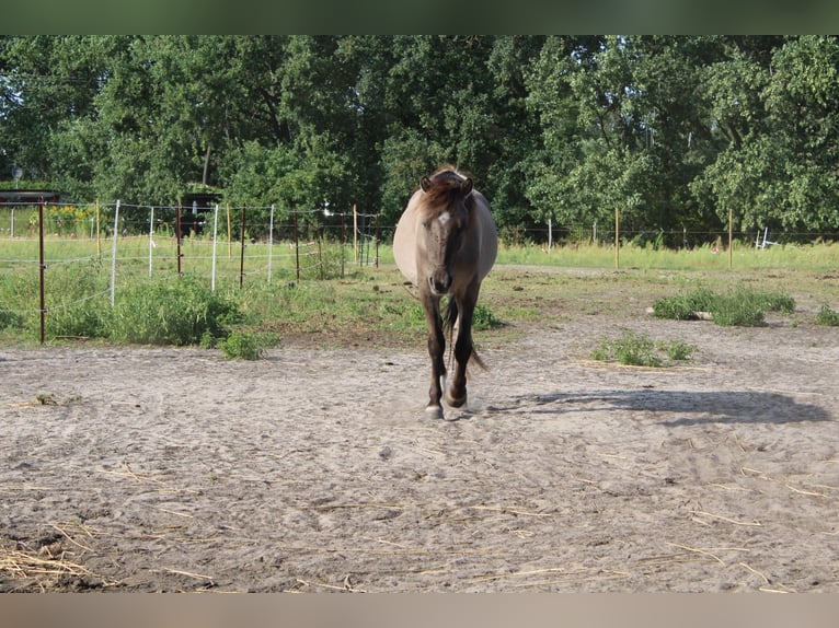 Dülmener Wallach 3 Jahre 135 cm Falbe in Wusterwitz