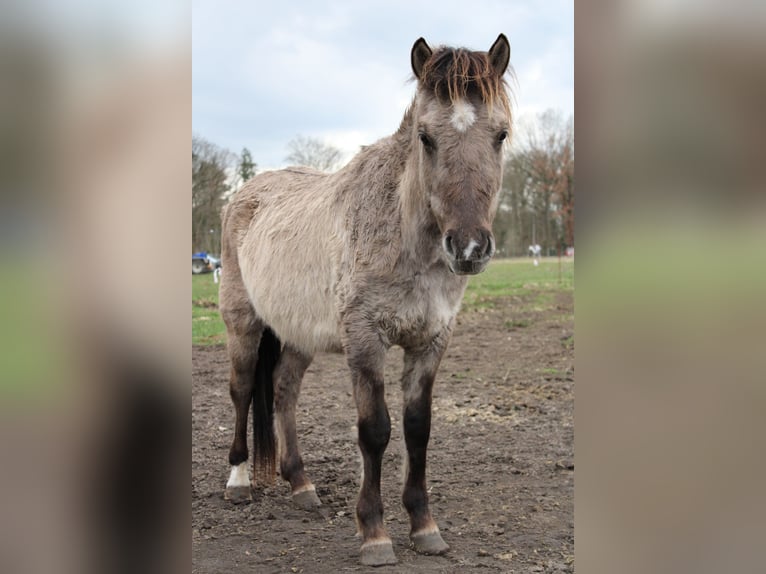 Dülmener Wallach 3 Jahre 135 cm Falbe in Wusterwitz