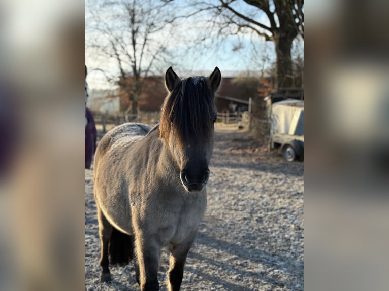 Dülmener Wallach 4 Jahre 142 cm in Emmendorf