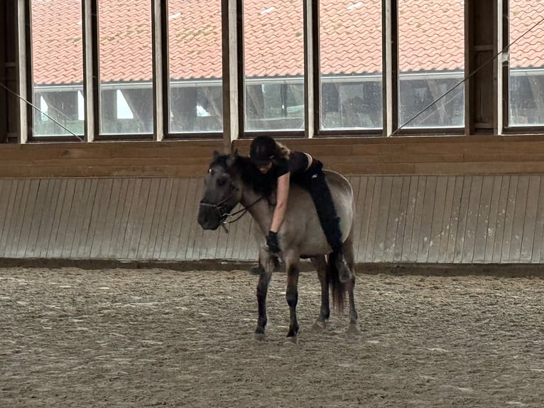 Dülmener Wallach 4 Jahre 145 cm Falbe in Havixbeck