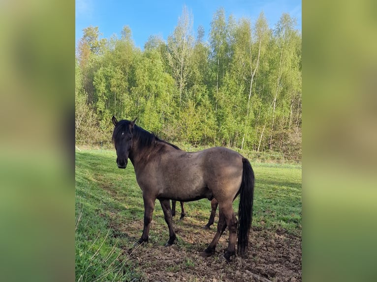 Dülmener Wallach 4 Jahre 145 cm Falbe in Maxsain