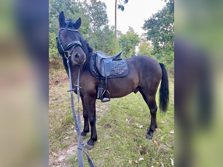Dülmener Wallach 6 Jahre 137 cm Schwarzbrauner in Dorsten