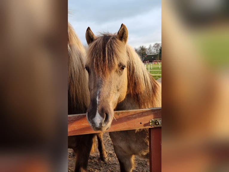 Dülmener Wallach 7 Jahre 135 cm Falbe in Petershagen