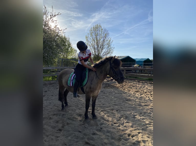 Dülmener Mix Wallach 8 Jahre 135 cm Falbe in Burgdorf