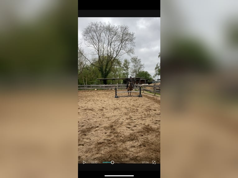 Dülmener Mix Wallach 8 Jahre 135 cm Falbe in Burgdorf