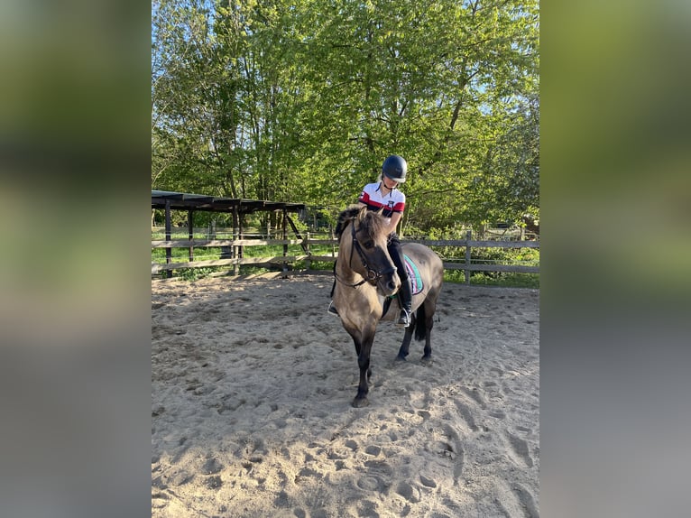 Dülmener Mix Wallach 8 Jahre 135 cm Falbe in Burgdorf