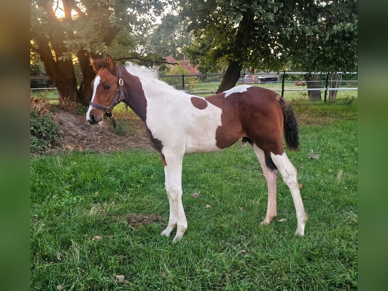 Duits Edelbloed Hengst Veulen (07/2026) 160 cm Tobiano-alle-kleuren in Twistringen