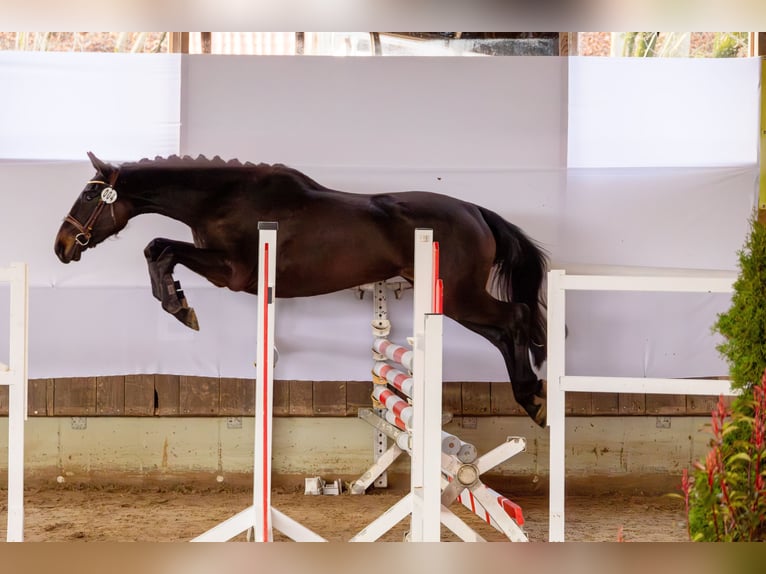 Duits Edelbloed Merrie 3 Jaar 162 cm Donkerbruin in Lügde