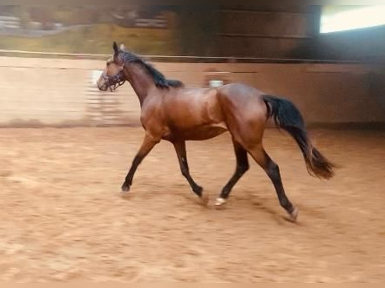 Duits Edelbloed Merrie 3 Jaar 170 cm Bruin in Oberzent