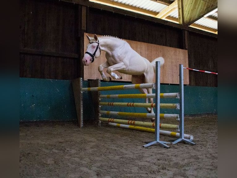 Duits rijpaard Hengst 10 Jaar 173 cm Cremello in Beaumont-Pied-de-Buf