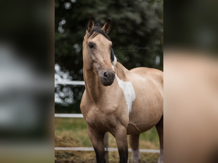 Duits rijpaard Hengst 18 Jaar 165 cm Gevlekt-paard in Beaumont-Pied-de-Buf