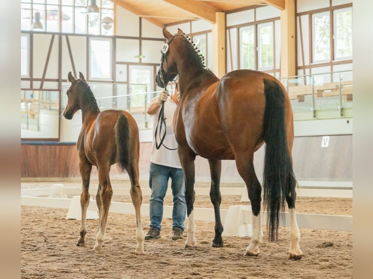 Duits rijpaard Hengst 1 Jaar 170 cm Bruin in Naila