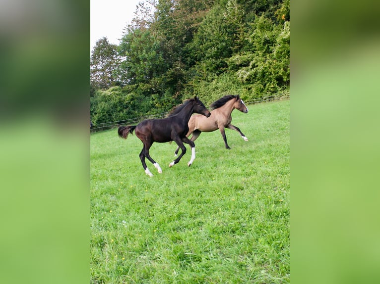 Duits rijpaard Hengst 1 Jaar Zwartbruin in Meinhard