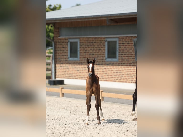 Duits rijpaard Hengst 1 Jaar Zwartschimmel in Goch