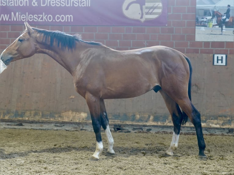 Duits rijpaard Hengst 2 Jaar 167 cm Bruin in Paderborn