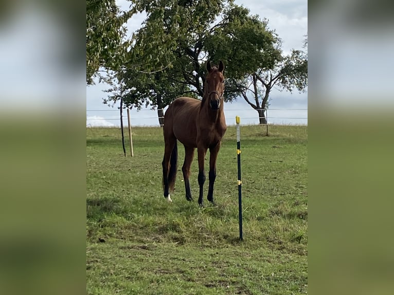 Duits rijpaard Hengst 2 Jaar 170 cm Bruin in Königheim