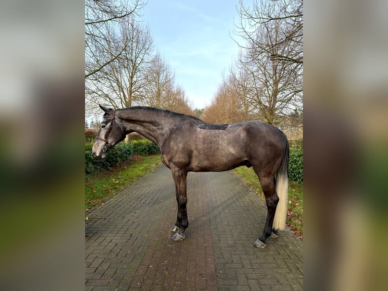 Duits rijpaard Hengst 6 Jaar 175 cm Schimmel in Menslage