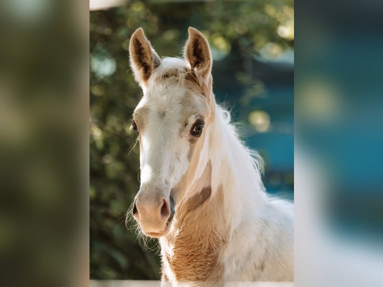 Duits rijpaard Hengst veulen (05/2024) 162 cm Gevlekt-paard in Friedrichsdorf