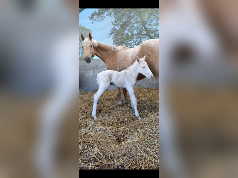 Duits rijpaard Hengst Veulen (04/2026) 168 cm Cremello in Naundorf