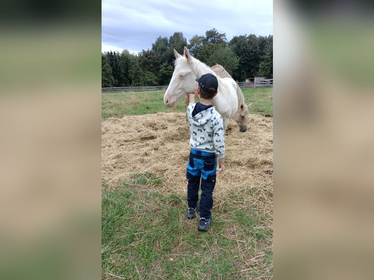 Duits rijpaard Hengst Veulen (04/2026) 168 cm Cremello in Naundorf