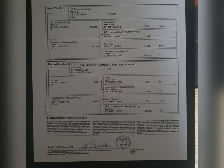Duits rijpaard Hengst Veulen (04/2025) 168 cm Zwartschimmel in Alt M&#xF6;lln