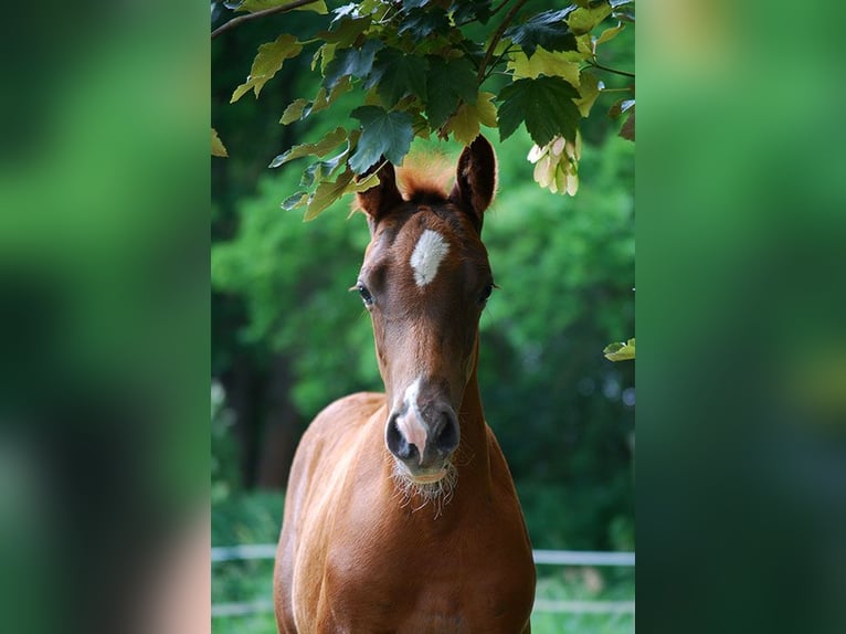 Duits rijpaard Hengst Veulen (01/2026) 169 cm Donkere-vos in Westeregeln
