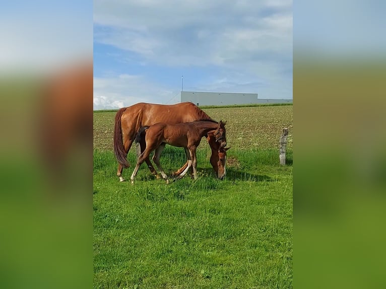 Duits rijpaard Hengst Veulen (04/2026) 170 cm Donkerbruin in Altenbeken
