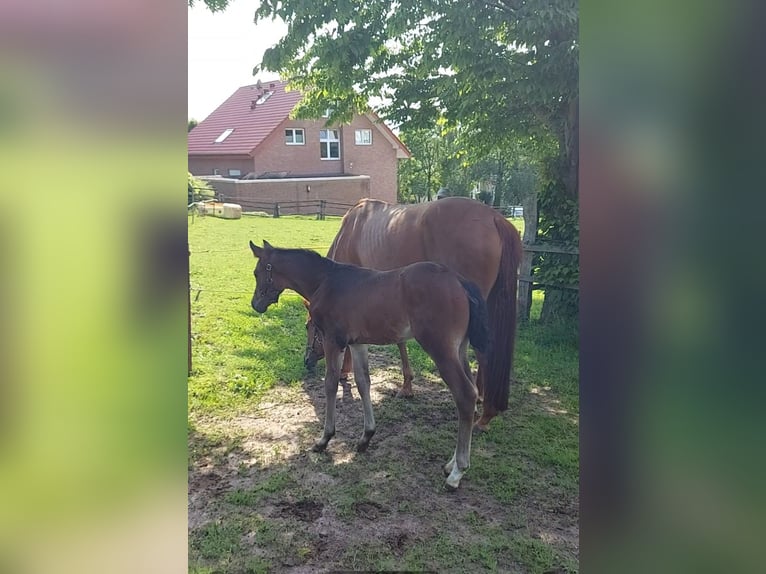 Duits rijpaard Hengst Veulen (04/2026) 170 cm Donkerbruin in Altenbeken