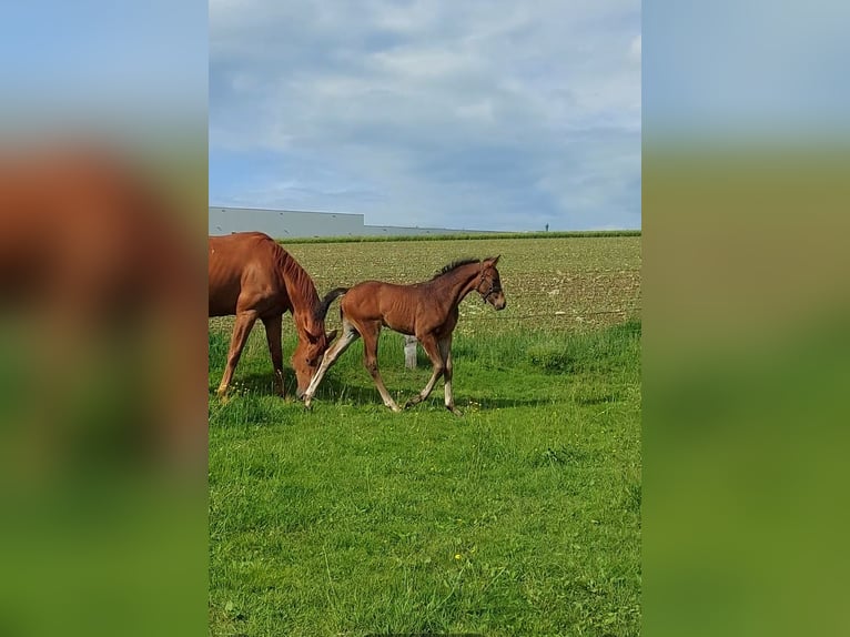 Duits rijpaard Hengst Veulen (04/2026) 170 cm Donkerbruin in Altenbeken