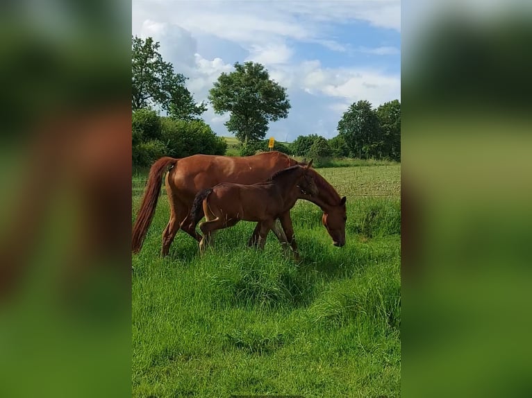 Duits rijpaard Hengst Veulen (04/2026) 170 cm Donkerbruin in Altenbeken