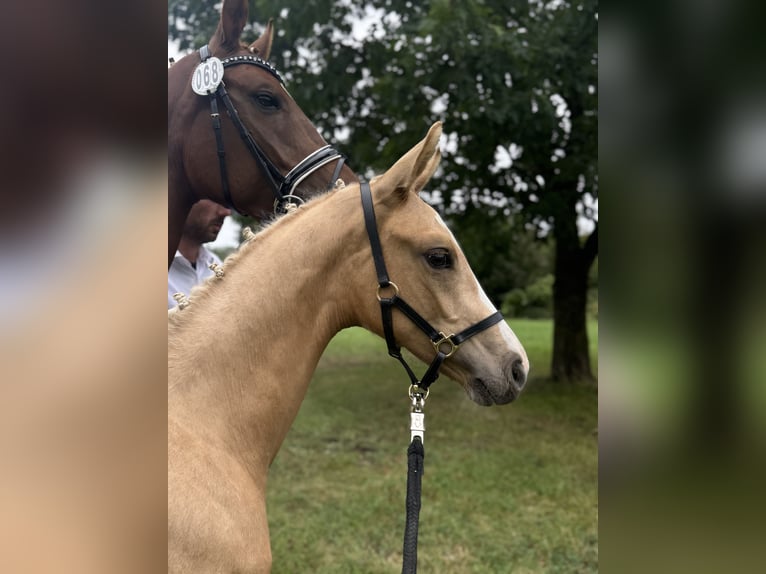 Duits rijpaard Hengst Veulen (04/2025) 170 cm Palomino in Ihlienworth