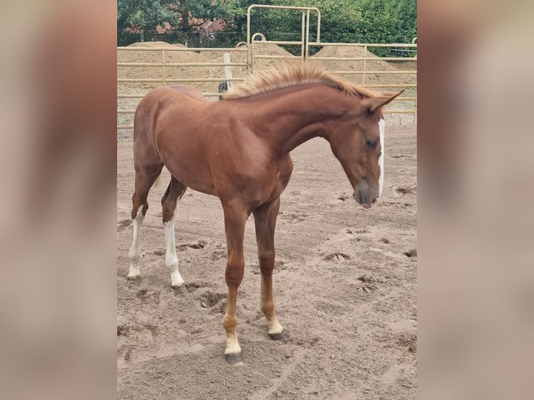 Duits rijpaard Hengst Veulen (03/2026) 175 cm Vos in EydelstedtEydelstedt