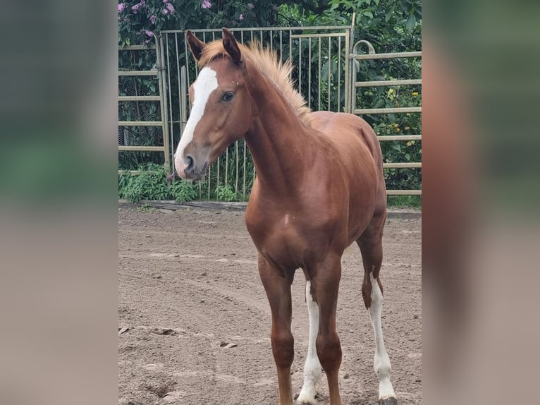 Duits rijpaard Hengst Veulen (03/2026) 175 cm Vos in EydelstedtEydelstedt