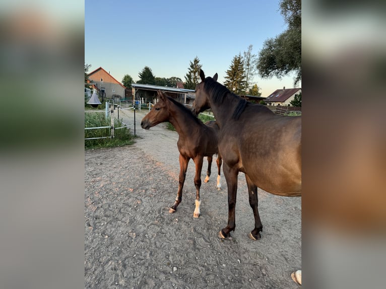 Duits rijpaard Hengst Veulen (03/2025) Bruin in L&#xF6;wenberger Land