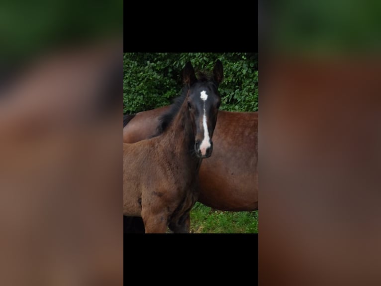 Duits rijpaard Hengst veulen (04/2024) Donkerbruin in Recke