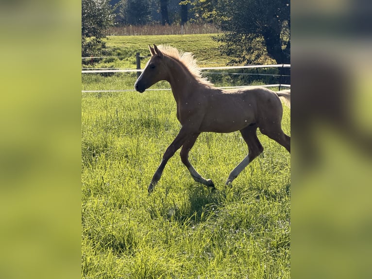 Duits rijpaard Hengst Veulen (06/2026) Palomino in Recklinghausen