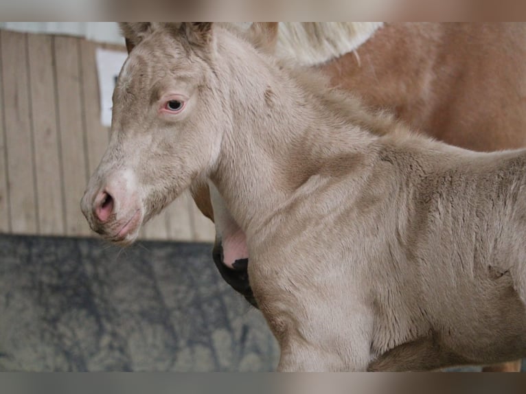 Duits rijpaard Hengst Veulen (01/2026) Perlino in Castrop-Rauxel