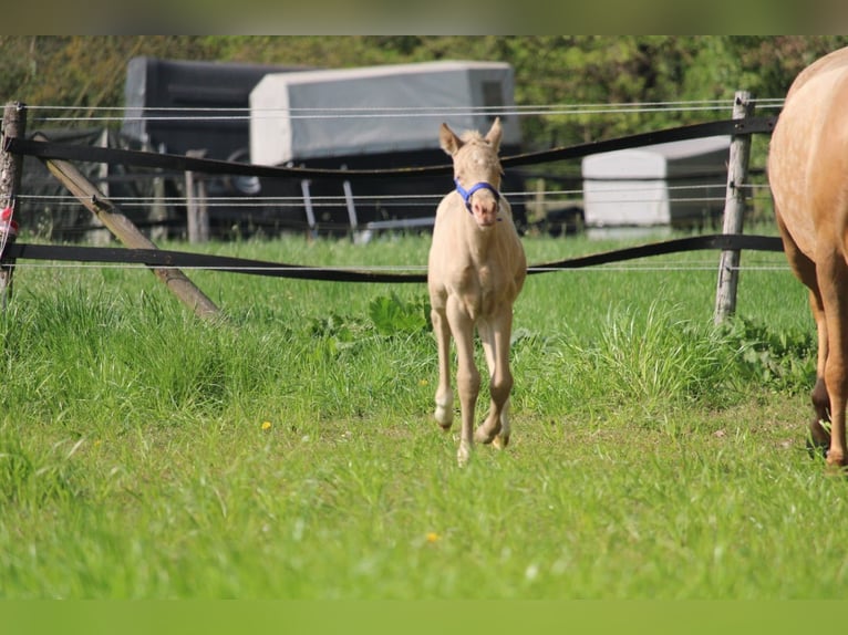 Duits rijpaard Hengst Veulen (01/2026) Perlino in Castrop-Rauxel
