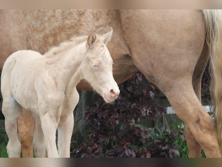 Duits rijpaard Hengst Veulen (01/2026) Perlino in Castrop-Rauxel