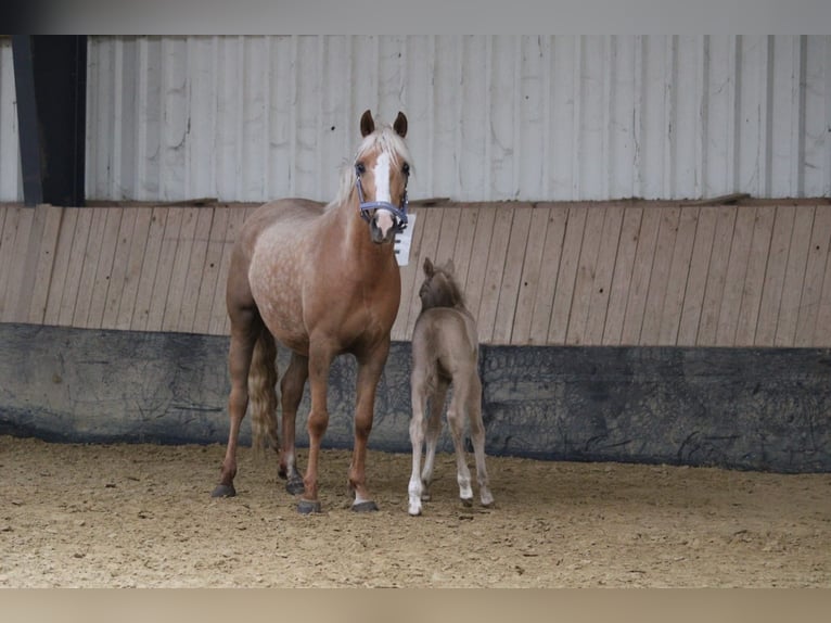 Duits rijpaard Hengst Veulen (01/2026) Perlino in Castrop-Rauxel