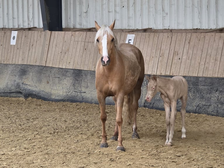Duits rijpaard Hengst Veulen (01/2026) Perlino in Castrop-Rauxel